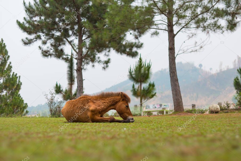Brown horse lying on the field