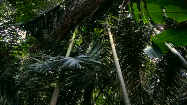 Feuilles de jungle coulant dans le vent 