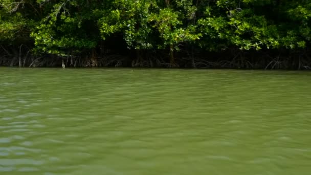 Do barco que flutua no rio na floresta de mangue — Vídeo de Stock