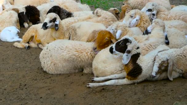 A herd of sheep rests in the shade maedow on a sunny fine day. — Stock Video