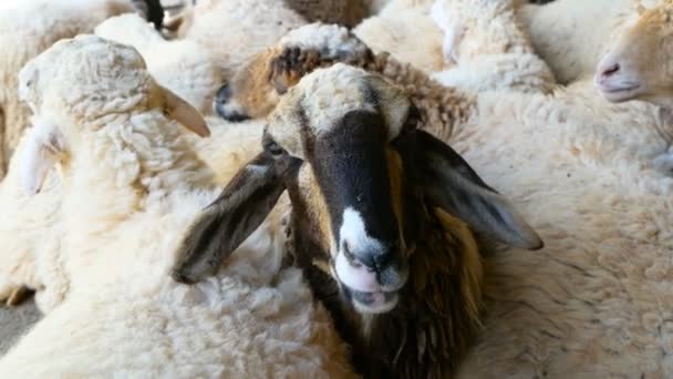 Schapen op een schapenteelt wacht op zijn beurt te snijden van de wol — Stockvideo