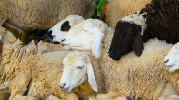 Un troupeau de moutons repose à l'ombre par une belle journée ensoleillée . — Video