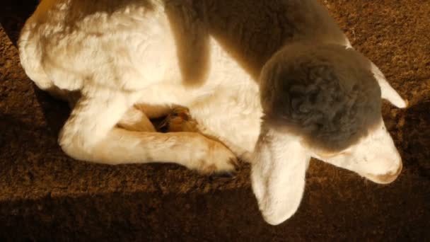 Lilla söta nyfödda får sola i en Sol i en fårfarm — Stockvideo