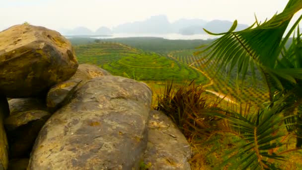 Le piantagioni di file di palme da olio sono viste dall'alto. Paesaggio tropicale . — Video Stock