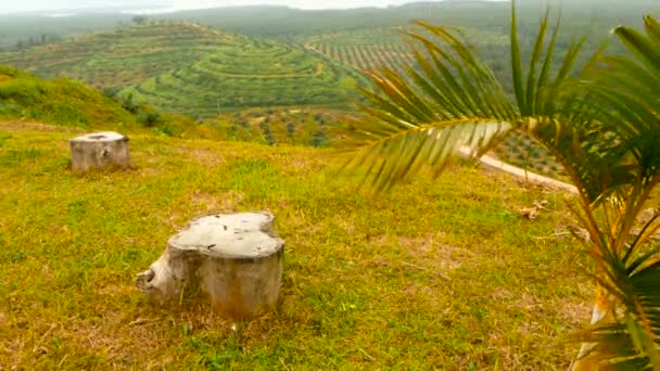 Las plantaciones de hileras de palmeras aceiteras se ven desde arriba. Paisaje tropical . — Vídeos de Stock