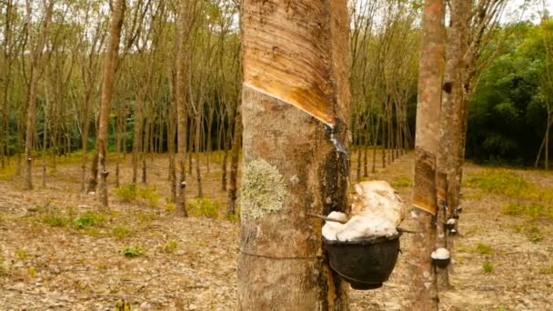 Plantación para la extracción de látex natural de árboles de caucho . — Vídeos de Stock