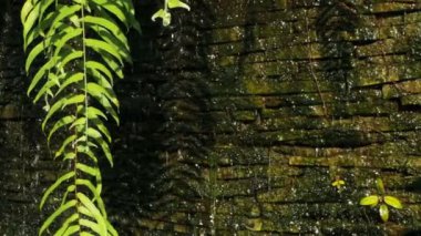 Ön zemin için dekorasyon şelale yeşil bitkiler