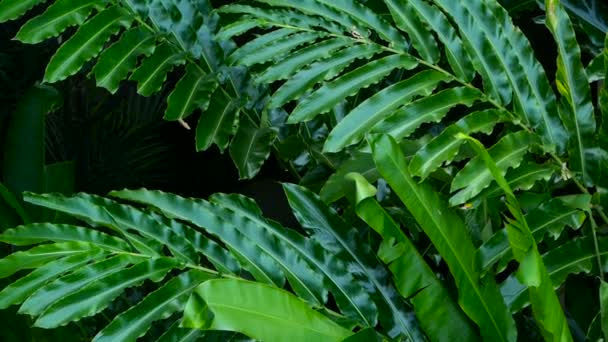 Krásné zelené listy, vlající ve větru v tropické džungli deštného pralesa