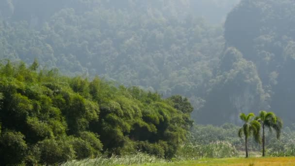 Bambusz fák uralkodik a szél ellen, a háttérben a karsztvidék — Stock videók