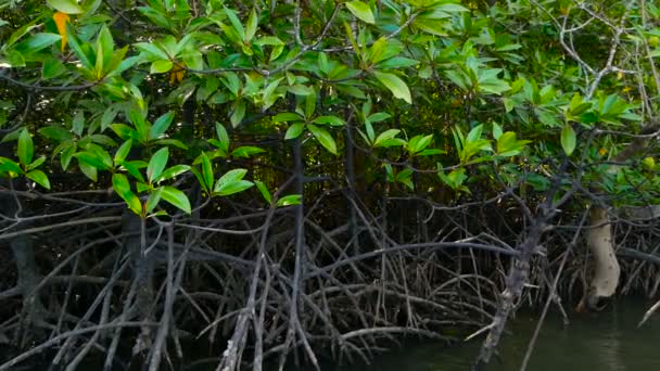 I raggi del sole illuminano la foresta di mangrovie sul fiume — Video Stock