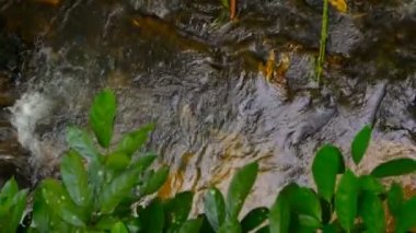 Güneşli ormandaki su akışını