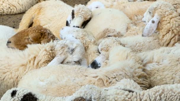 Uma manada de ovelhas descansa na sombra maedow em um dia ensolarado multa . — Vídeo de Stock