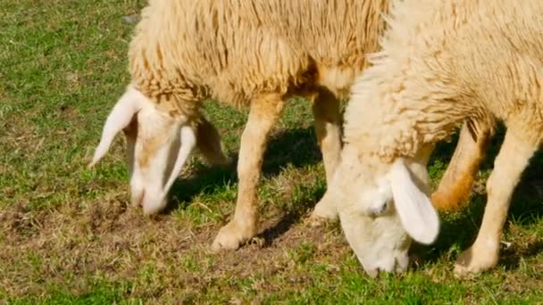Paire de moutons pâturent sur la prairie verte juteuse — Video