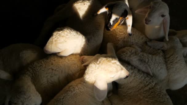 Las pequeñas ovejas nuevas están dormidas y se mueven en un sueño — Vídeo de stock