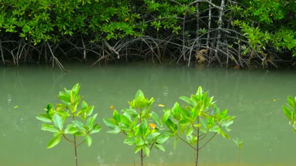El río en el bosque de manglares — Vídeos de Stock