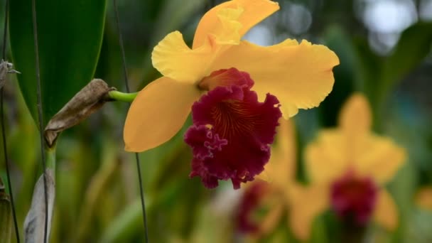 Gros plan d'une belle fleur d'orchidées jaunes dans le jardin — Video