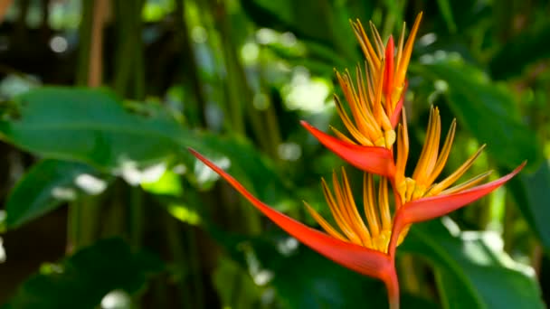 Ramo de flores de Heliconia floreciendo en el jardín de la selva tropical — Vídeo de stock