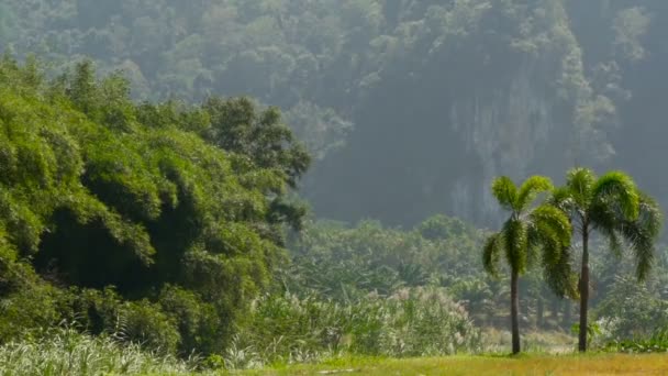 Бамбукові дерева ширяють у вітрі на тлі карстових гір — стокове відео