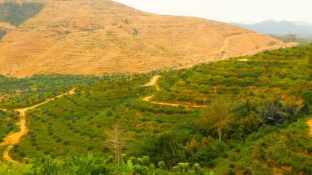 Plantages van oliepalmen boom rijen worden van boven gezien. Tropische landschap. — Stockvideo