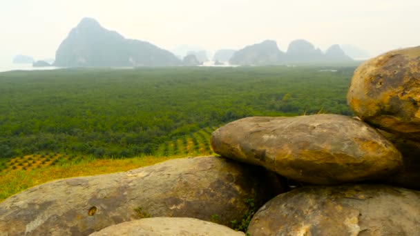 Plantagen mit Ölpalmenreihen sind von oben zu sehen. tropische Landschaft. — Stockvideo