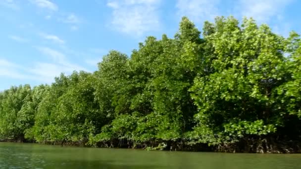 Du bateau flottant sur la rivière dans la forêt de mangroves — Video