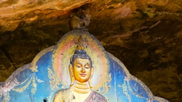 Мавпи грати над Золотий сидячого Будди. — стокове відео