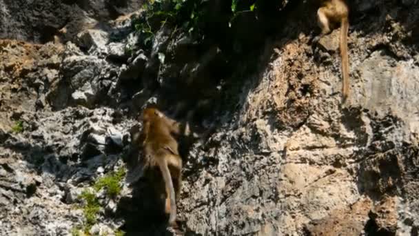 De familie van apen cimbs op een enorme rots onder het groen en de wortels — Stockvideo