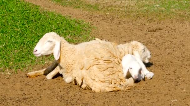 Schafsfamilie ruht sich in der Sonne aus. — Stockvideo