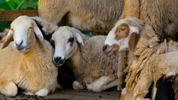 Uma manada de ovelhas descansa na sombra maedow em um dia ensolarado multa . — Vídeo de Stock