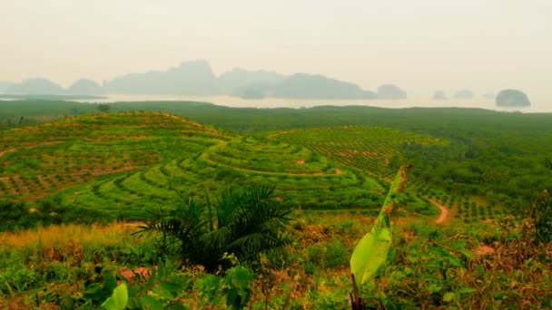 Plantations of oil palm tree rows are seen from above. Tropical landscape. — Stock Video