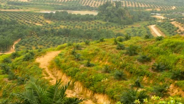 Plantations of oil palm tree rows are seen from above. Tropical landscape. — Stock Video