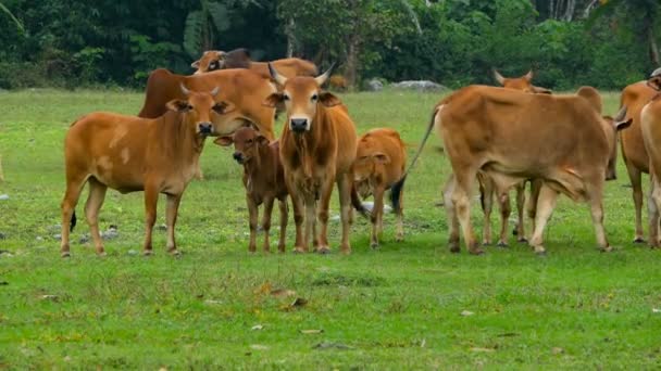 Primer plano de las vacas se alimentan de un hermoso pasto verde en primavera . — Vídeo de stock