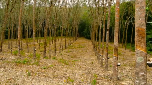 Plantation pour l'extraction du latex naturel des arbres à caoutchouc . — Video