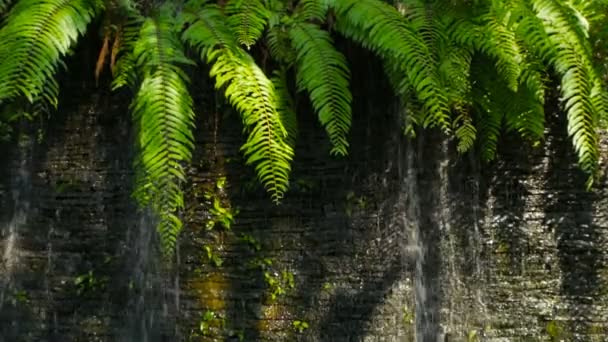 Waterval met groene planten decoratie vooraan voor achtergrond — Stockvideo