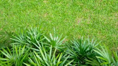 Egzotik sivri yaprakları yavaşça taze bir çim üzerinde hareket.