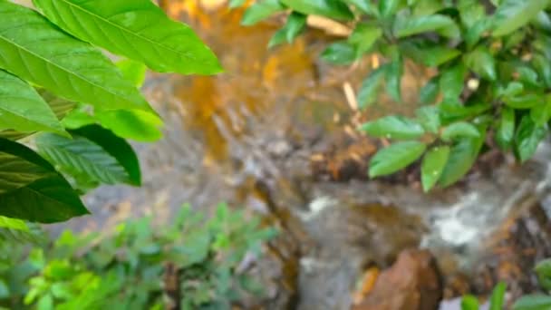 El flujo de agua en el bosque soleado — Vídeo de stock