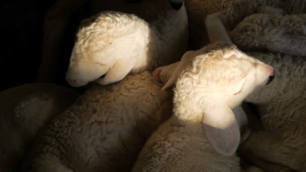 The little new sheep are asleep and twitch in a dream — Stock Video