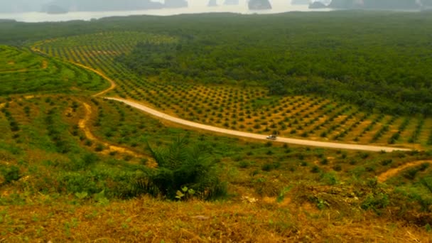 Насаждения масличных рядов пальм видны сверху. Тропический пейзаж . — стоковое видео