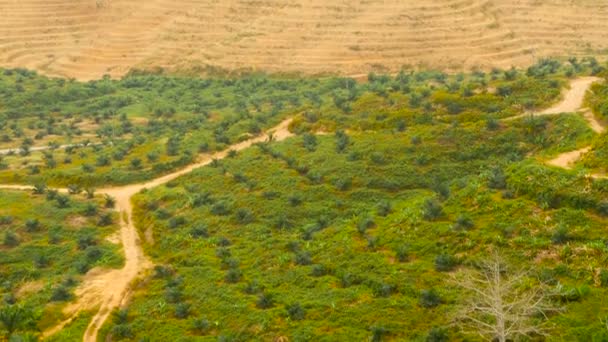 Plantagen mit Ölpalmenreihen sind von oben zu sehen. tropische Landschaft. — Stockvideo