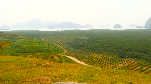 Des plantations de rangées de palmiers à huile sont vues d'en haut. Paysage tropical . — Video