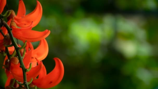Nahaufnahme einer blühenden Jaderebe in einem tropischen Garten — Stockvideo