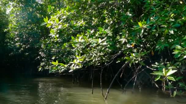 Os raios do sol iluminam a floresta de manguezais no rio — Vídeo de Stock