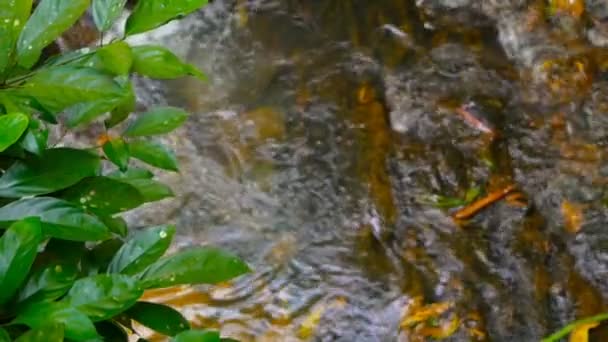 O fluxo de água na floresta ensolarada — Vídeo de Stock