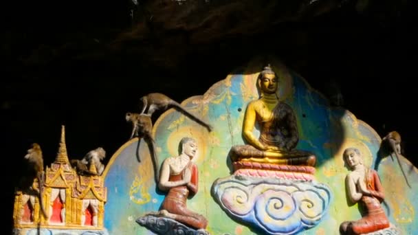Affen spielen über goldenen sitzenden Buddha. — Stockvideo