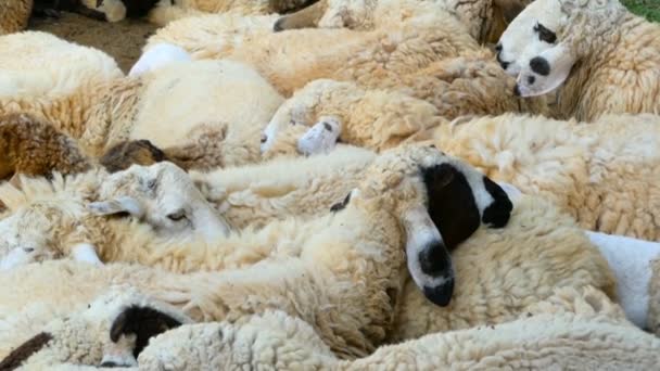 Una manada de ovejas descansa en la sombra maedow en un buen día soleado . — Vídeos de Stock