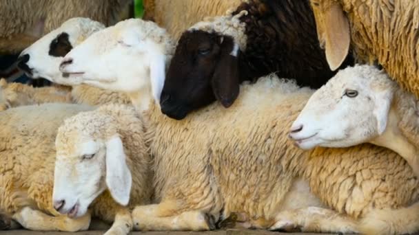 Un troupeau de moutons repose à l'ombre par une belle journée ensoleillée . — Video