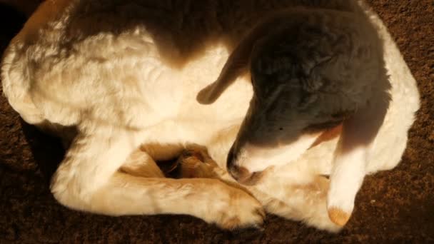 Little cute newborn sheep basking in a sun in a sheepfarm — Stock Video