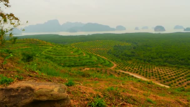 Plantagen mit Ölpalmenreihen sind von oben zu sehen. tropische Landschaft. — Stockvideo