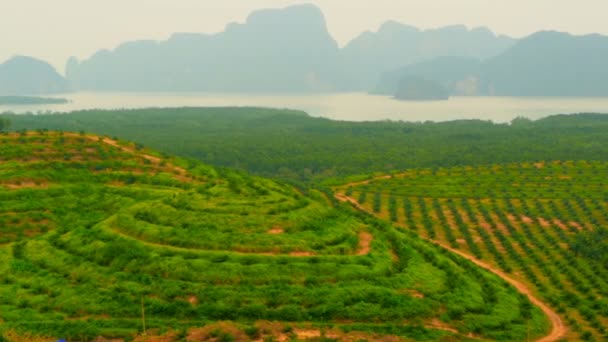 Plantacji oleju palmowego drzewa wierszy są widoczne z góry. Tropikalny krajobraz. — Wideo stockowe