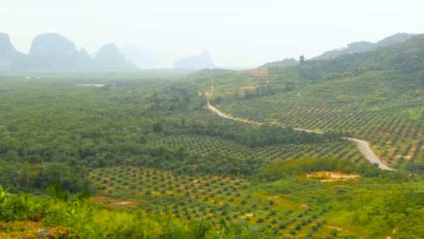 Las plantaciones de hileras de palmeras aceiteras se ven desde arriba. Paisaje tropical . — Vídeos de Stock